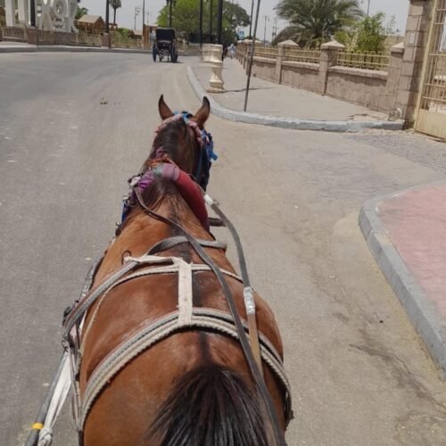 Kutschefahrt in Kairo